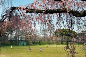 Universite de Tokyo, Campus de Komaba, premiers cerisiers en fleurs de l'annee Entrainememt de Baseball
