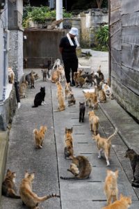 Aoshima, Ehime prefecture, September 4 2015 - Naoko KAMIMOTO is the local person in charge of the cats on the island. Aoshima (Ao island) is one of the several Ç cat islands È in Japan. Due to the decreasing of its poluation, the island now host about 6 times more cats than residents.
