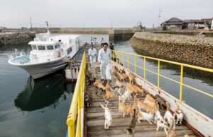Aoshima, Ehime prefecture, September 4 2015 - After the arrival of the boat in Aoshima, the boat captain brings some food for the cats. Aoshima (Ao island) is one of the several Ç cat islands È in Japan. Due to the decreasing of its poluation, the island now host about 6 times more cats than residents.