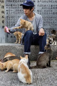 Aoshima, Ehime prefecture, September 4 2015 - Cat lovers interacting with cats at Aoshima island. Aoshima (Ao island) is one of the several Ç cat islands È in Japan. Due to the decreasing of its poluation, the island now host about 6 times more cats than residents.