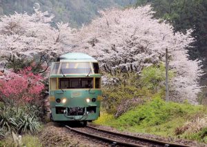 久大本線でも屈指の桜が綺麗な豊後中川駅に来ました。花の中から抜け出して行く列車が見られます。
