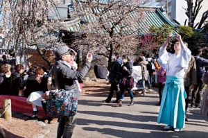 Un pretre Shinto  se mele aux visiteurs du sanctuaire et photographie les toutes premieres fleurs de l'annee. 湯島神社, 梅祭り Le Yushima Tenman-gū 湯島天満宮 (ou 湯島天神/神社), est un sanctuaire shinto situé dans l'arrondissement de Bunkyō à Tokyo.  Le sanctuaire est connu à Tokyo pour sa floraison d'abricotier du Japon (ウメ, 梅, Prunus mume) qui a lieu en février / mars (soit environ 3-4 semaines avant la floraison des cerisiers).  Yushima Tenmangu maintains an extensive grove of plum trees, and holds a yearly festival called ume matsuri (梅祭り) in February or March depending on when the trees bloom.