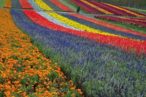 Colorfoul flower field in Biei, Hokkaido north of Japan.