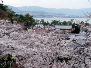 cerisier-japonais