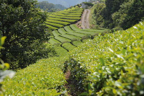 Le thé d’Uji est l’un des plus réputés du Japon. La région où il est produit bénéficie de conditions climatiques parfaites. (Elodie Hervé pour Zoom Japon)