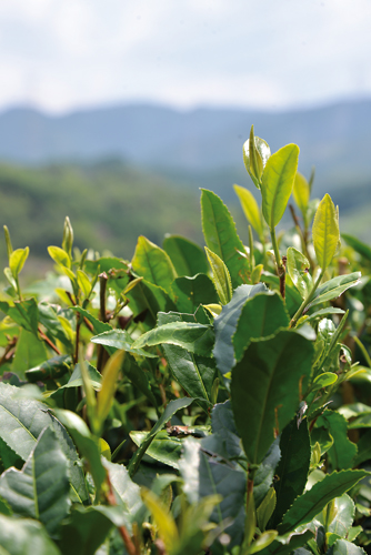 Un quart de la production de thé est exporté, notamment en Europe où il a obtenu un label. (Elodie Hervé pour Zoom Japon)