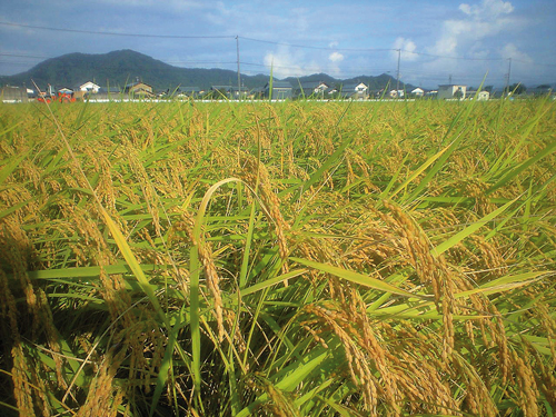Au Japon, on recense plus de 300 variétés de riz.