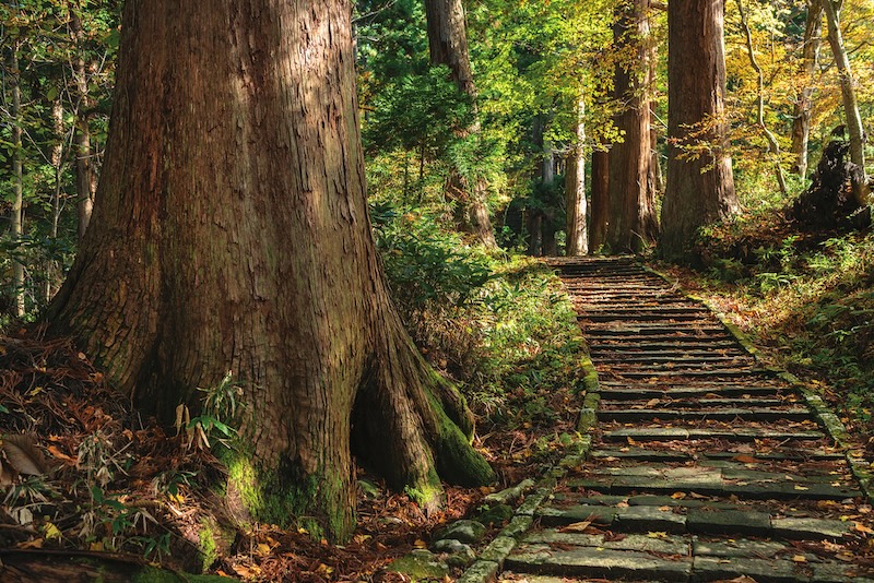 la for&ecirc;t de c&egrave;dres du mont Haguro 